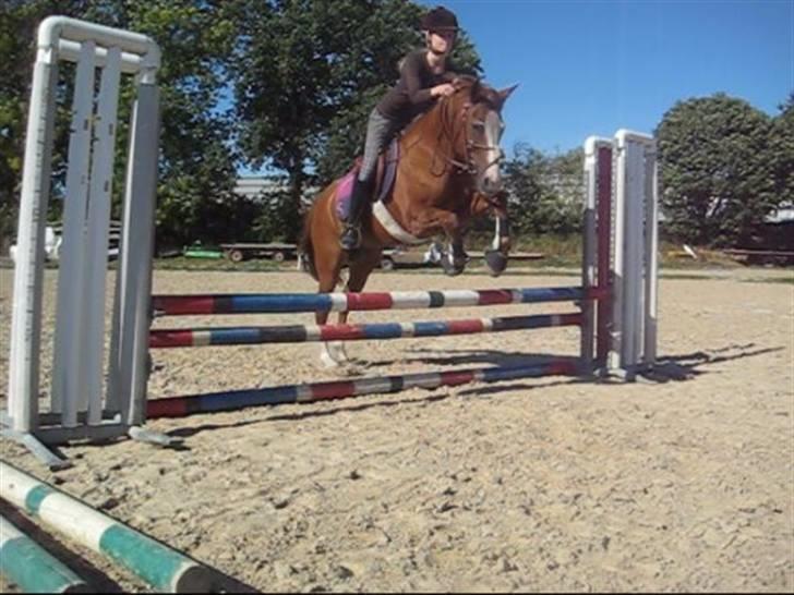 New Forest Taliena's Thamara *SOLGT* billede 17