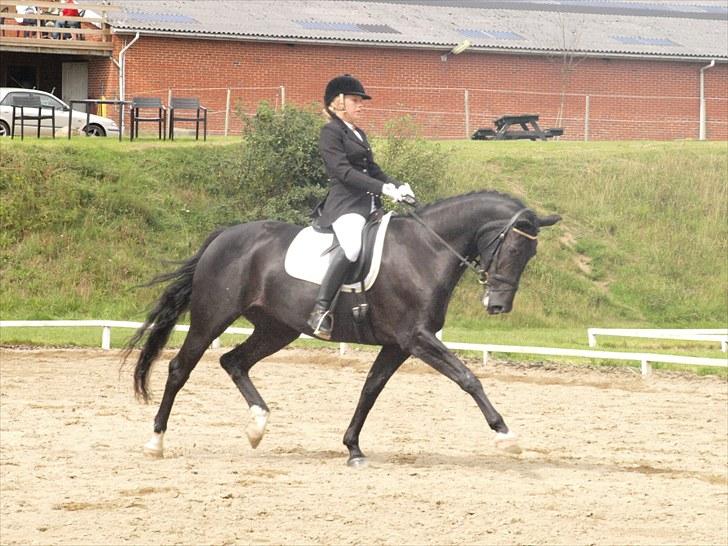 Anden særlig race Sirena - Solgt ! - Stævne STR LA1 69,2%  billede 15