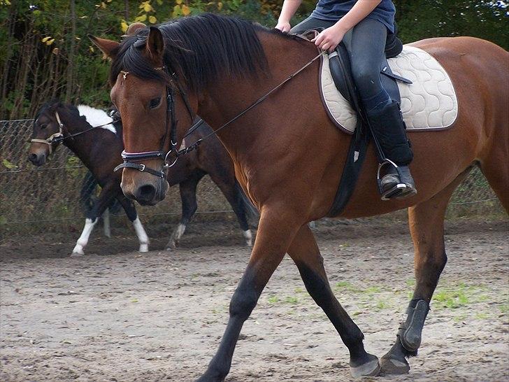 Anden særlig race » Akacie »Elsker dig <3 - 13) Du var mit livs glæde! du var der for mig når jeg var ked af det eller havde haft en dårlig dag, du fik mig til at se det lyse selv når det var mørk! ): <3 AKACIE jeg savner dig! ): <3 billede 13