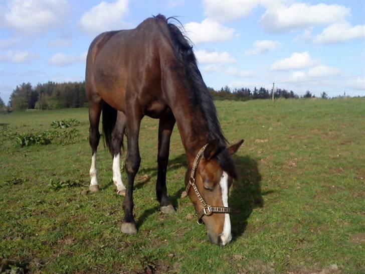 Anden særlig race Hideaway billede 3