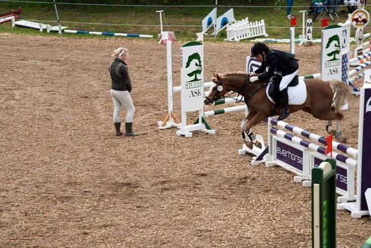 Welsh Pony (sec B) CeltonAristides *solgt* - Elsker den pony mega meget <3 billede 8