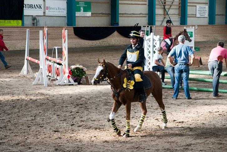Welsh Pony (sec B) CeltonAristides *solgt* - Igen bierne ;-) billede 9