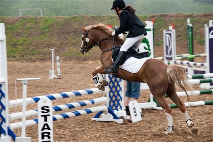 Welsh Pony (sec B) CeltonAristides *solgt* - Super godt sprunget celton <3 billede 10