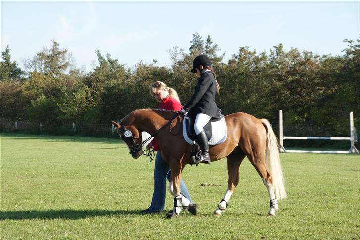 Welsh Pony (sec B) CeltonAristides *solgt* billede 12