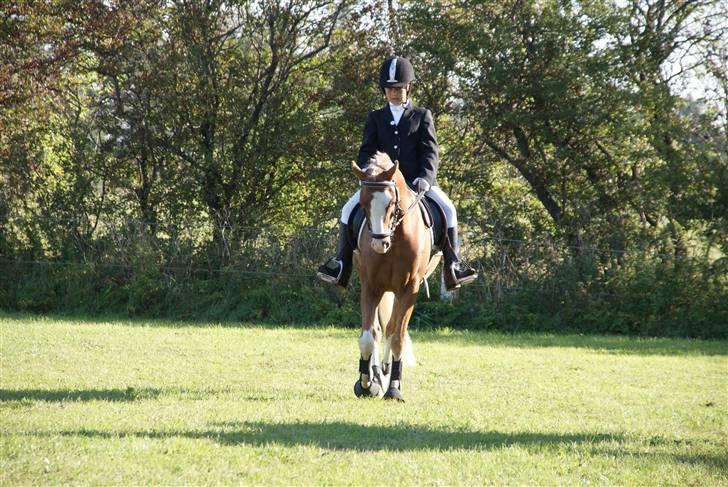 Welsh Pony (sec B) CeltonAristides *solgt* billede 13