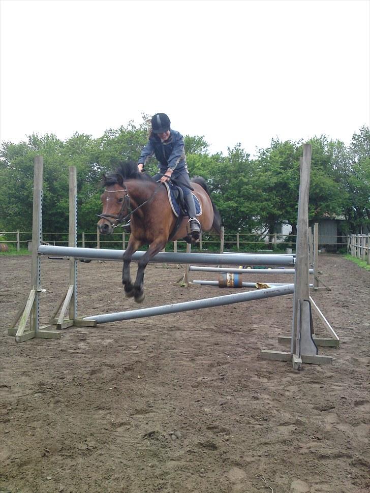 Welsh Pony (sec B) Bjerregårds Sergeant *solgt* - Velkommen til Sergeants profil ;-D her springer vi 1,25 SEJ PONY billede 1