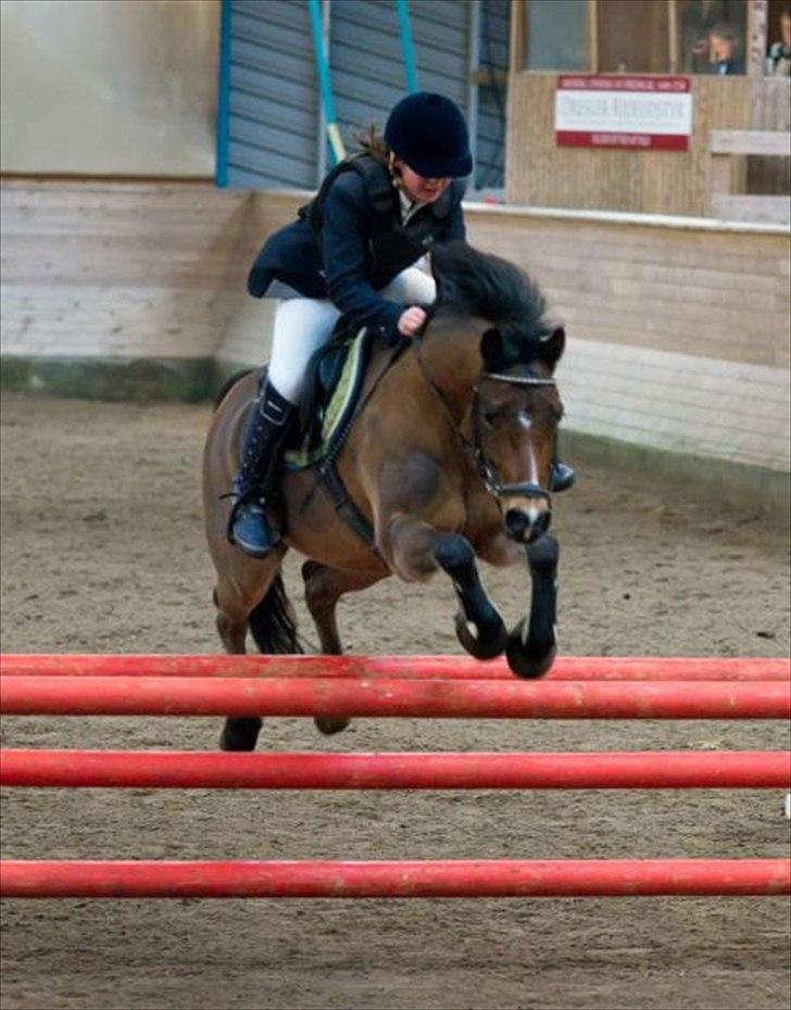 Welsh Pony (sec B) Bjerregårds Sergeant *solgt* - Elsker dig sesse billede 2