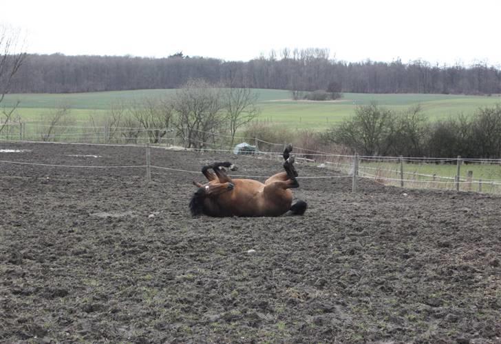 Tysk Sportspony Hazel *;  - opvarmning. :D billede 14