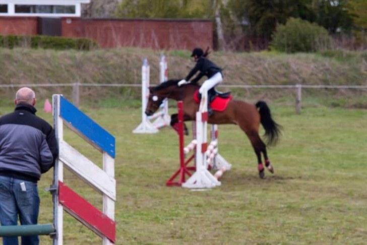 Welsh Pony (sec B) Bjerregårds Sergeant *solgt* - Spring stævne i Bolderslev rideklub (: billede 3