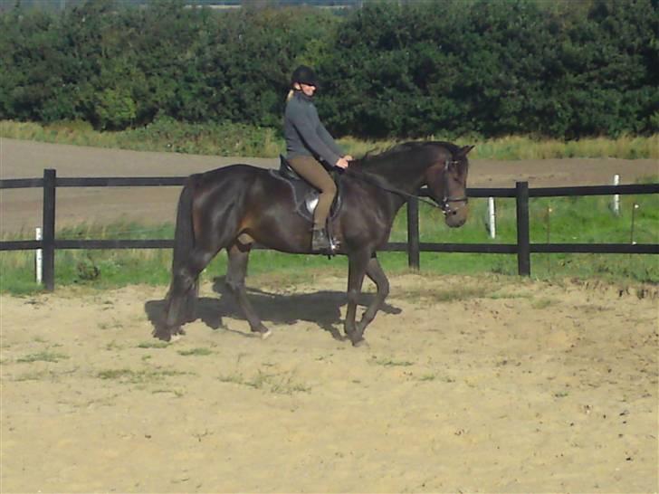 Anden særlig race Joker(min mors) R.I.P - Så er min mor lige ude at ride lidt :) billede 15