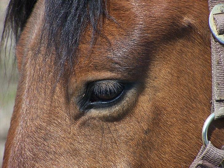 Anden særlig race » Akacie »Elsker dig <3 - 15) Du var mit livs glæde! du var der for mig når jeg var ked af det eller havde haft en dårlig dag, du fik mig til at se det lyse selv når det var mørk! ): <3 AKACIE jeg savner dig! ): <3 billede 15