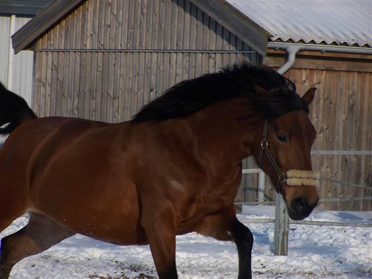 Anden særlig race » Akacie »Elsker dig <3 - 16) Du var mit livs glæde! du var der for mig når jeg var ked af det eller havde haft en dårlig dag, du fik mig til at se det lyse selv når det var mørk! ): <3 AKACIE jeg savner dig! ): <3 billede 16