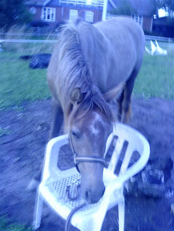 Anden særlig race Lawina billede 5