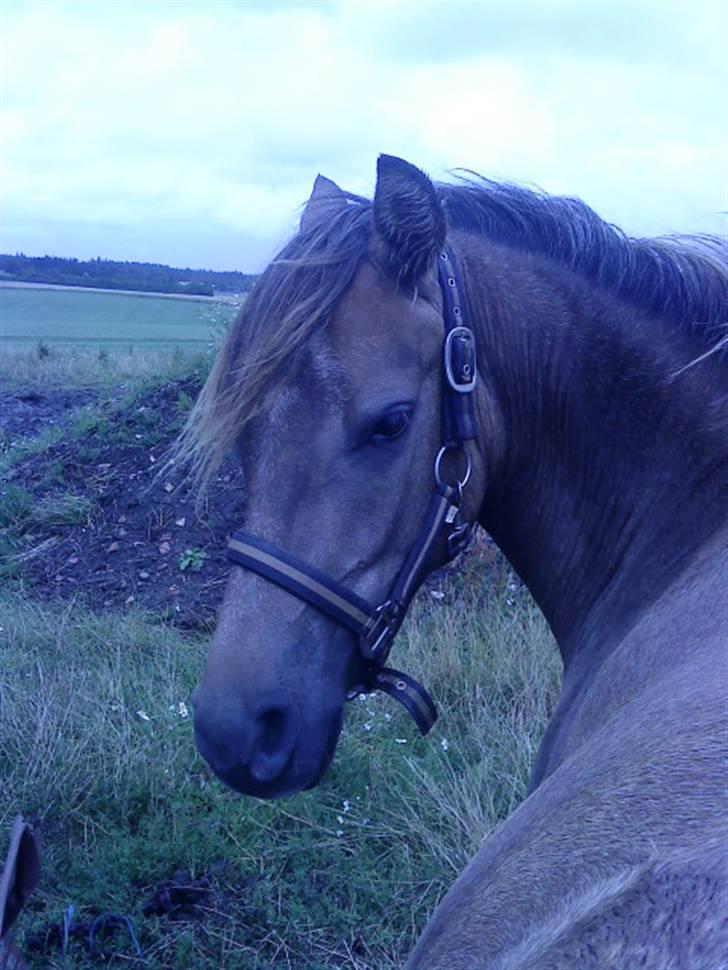 Anden særlig race Lawina billede 6