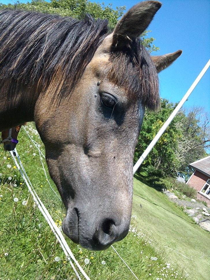 Anden særlig race Lawina - SMUKKE!! <3 :* billede 7