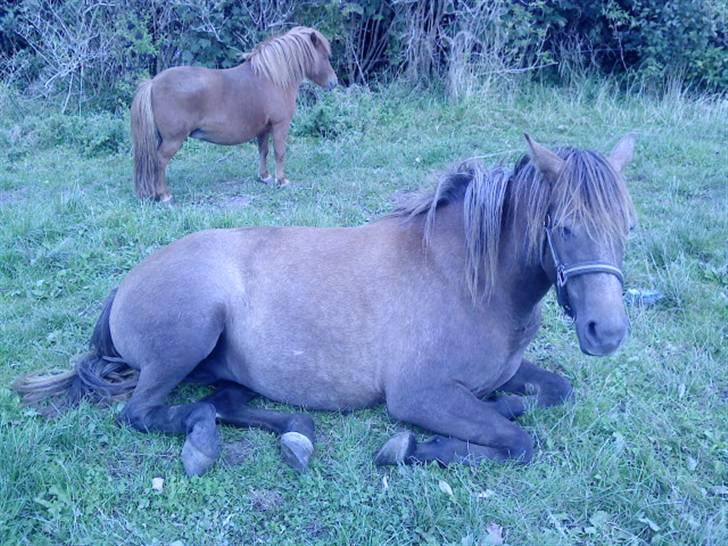 Anden særlig race Lawina billede 8