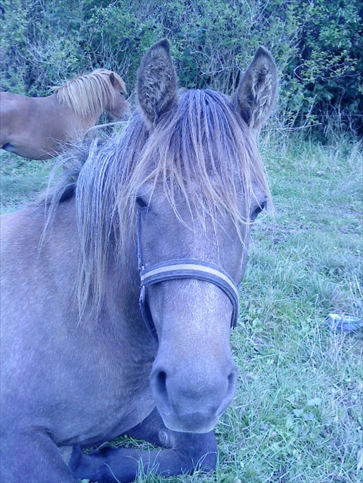 Anden særlig race Lawina billede 9