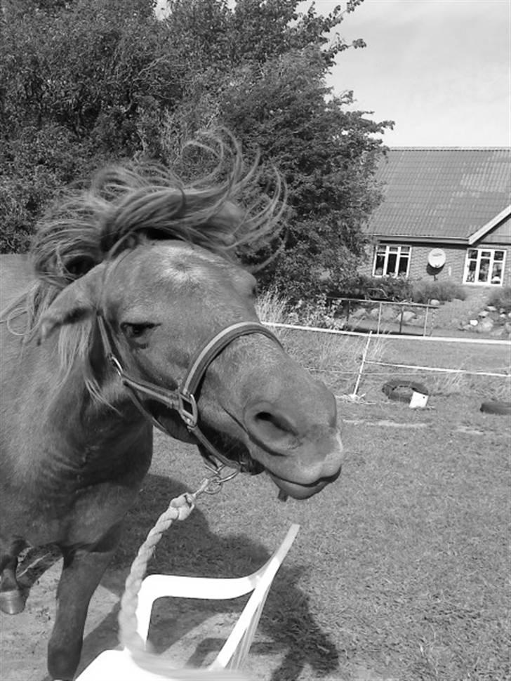 Anden særlig race Lawina - det pæne billede :D <3 billede 10