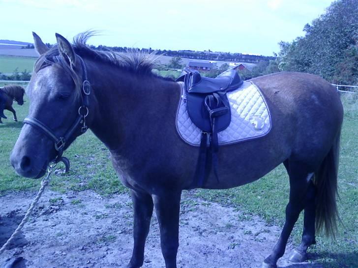 Anden særlig race Lawina billede 11