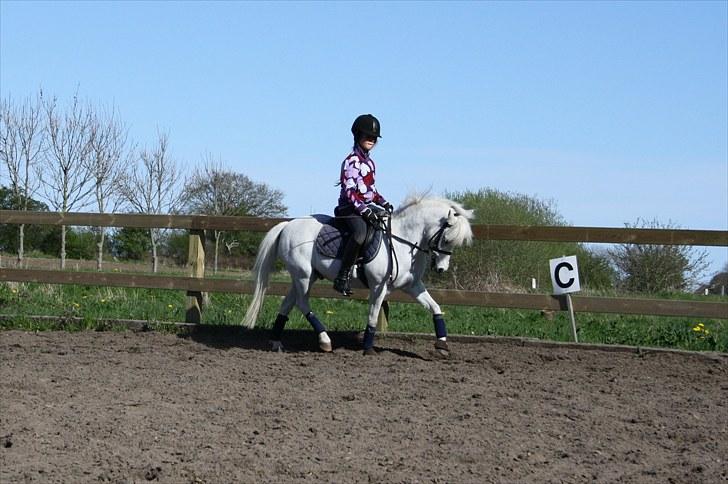 Welsh Pony (sec B) Honeycomb   billede 11