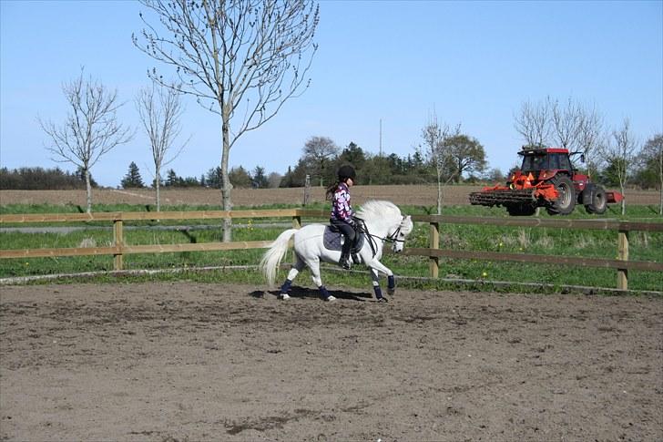 Welsh Pony (sec B) Honeycomb   billede 12