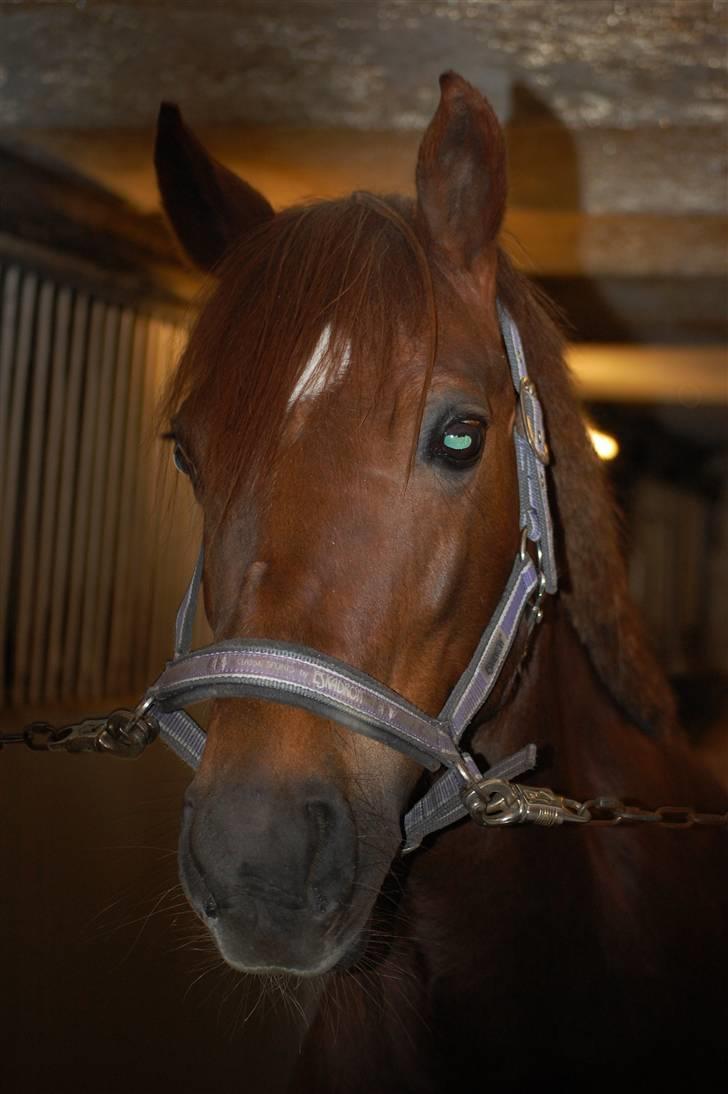 Welsh Cob (sec D) Menai On A Promise <3 - Måske ikke det bedste billede mht. lys, men jeg elsker hendes udtryk :) - Taget af mig selv billede 18