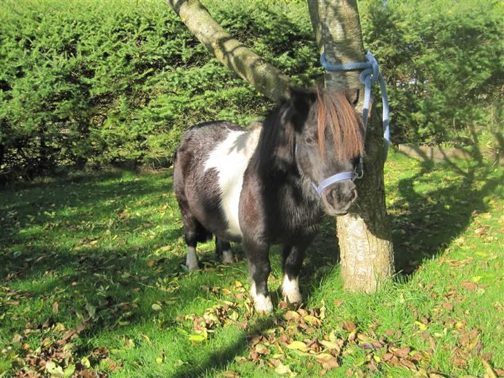 Miniature Nuser R.I.P - Haha, du er så KÆR :D billede 14