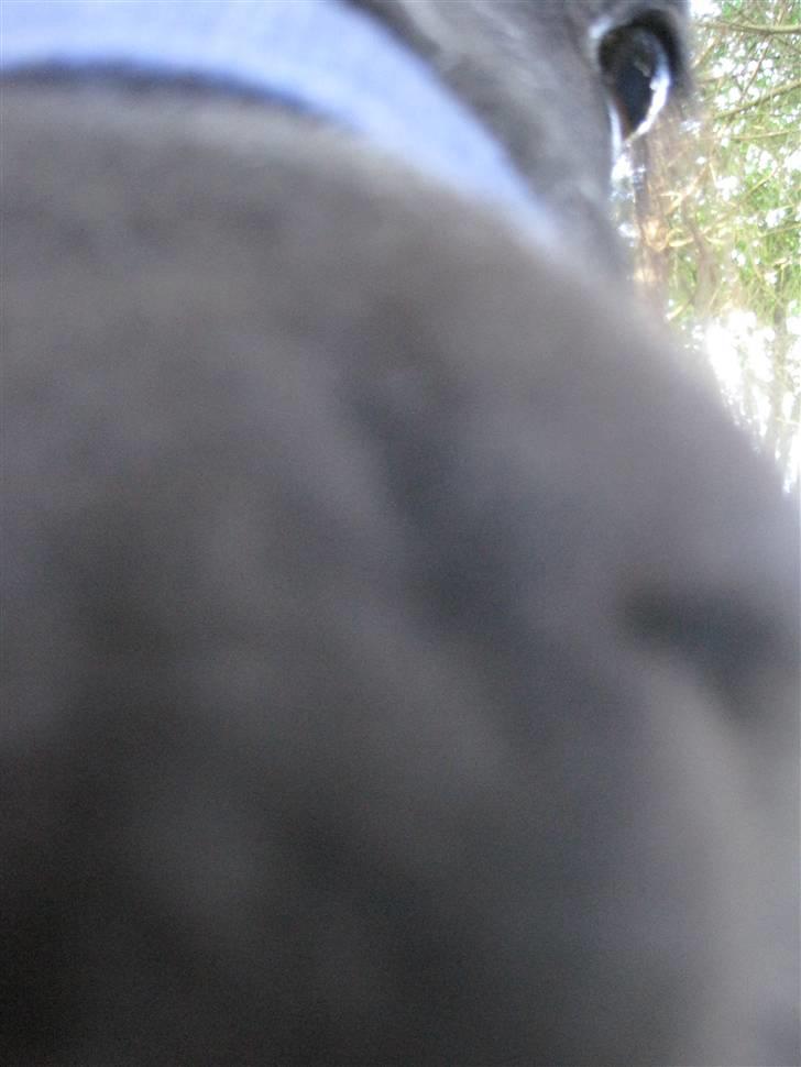 Miniature Nuser R.I.P - Mule :D Ide fra Julie håber det er i orden søde :D ellers sletter jeg det bare :d billede 15