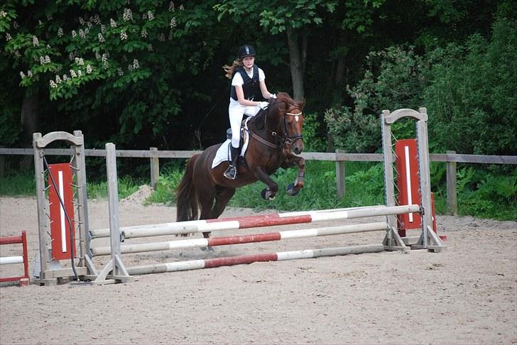 Welsh Cob (sec D) Menai On A Promise <3 - Mit første springstævne :b 60 cm. sløjfespring, fejlfri :) - Taget af Sasha billede 19