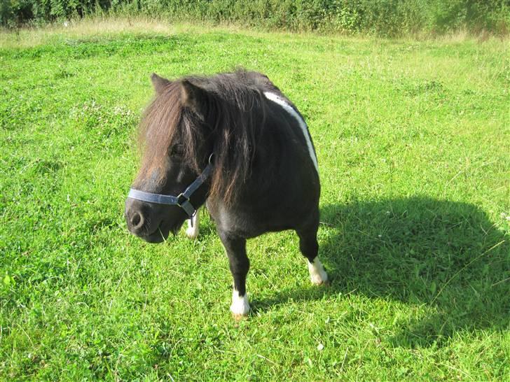 Miniature Nuser R.I.P - Love you:D billede 16