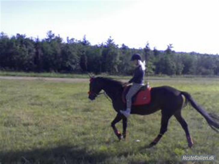 Traver Jette. *savnet* :/ <3. - Jette i skov første gang med mig :) undsyld for dårlig kvali billede 10