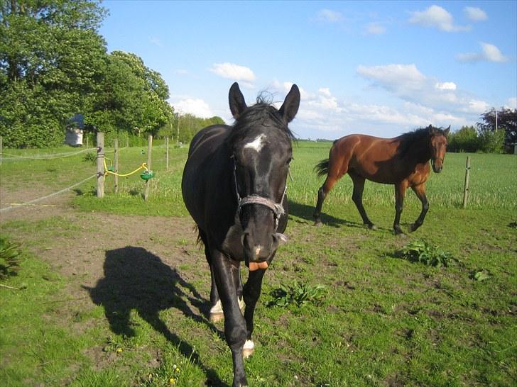 Oldenborg Pibeholms jupiter (solgt) billede 1