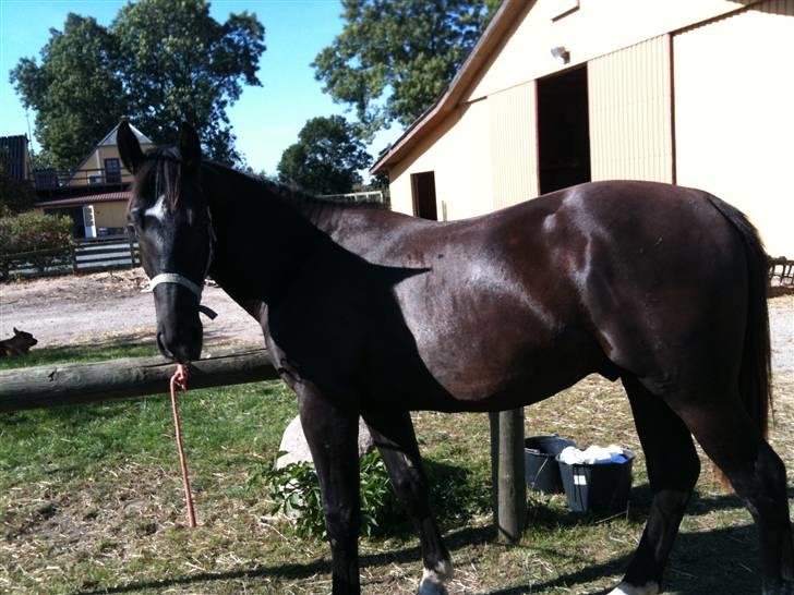 Oldenborg Pibeholms jupiter (solgt) billede 2