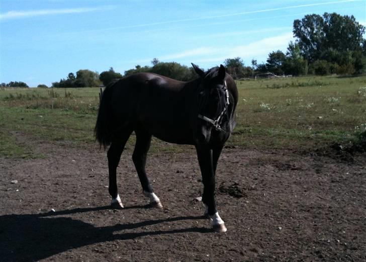 Oldenborg Pibeholms jupiter (solgt) billede 3