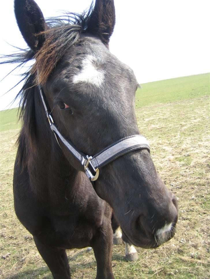 Oldenborg Pibeholms jupiter (solgt) billede 5