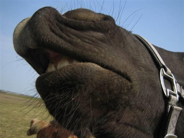 Oldenborg Pibeholms jupiter (solgt) billede 6