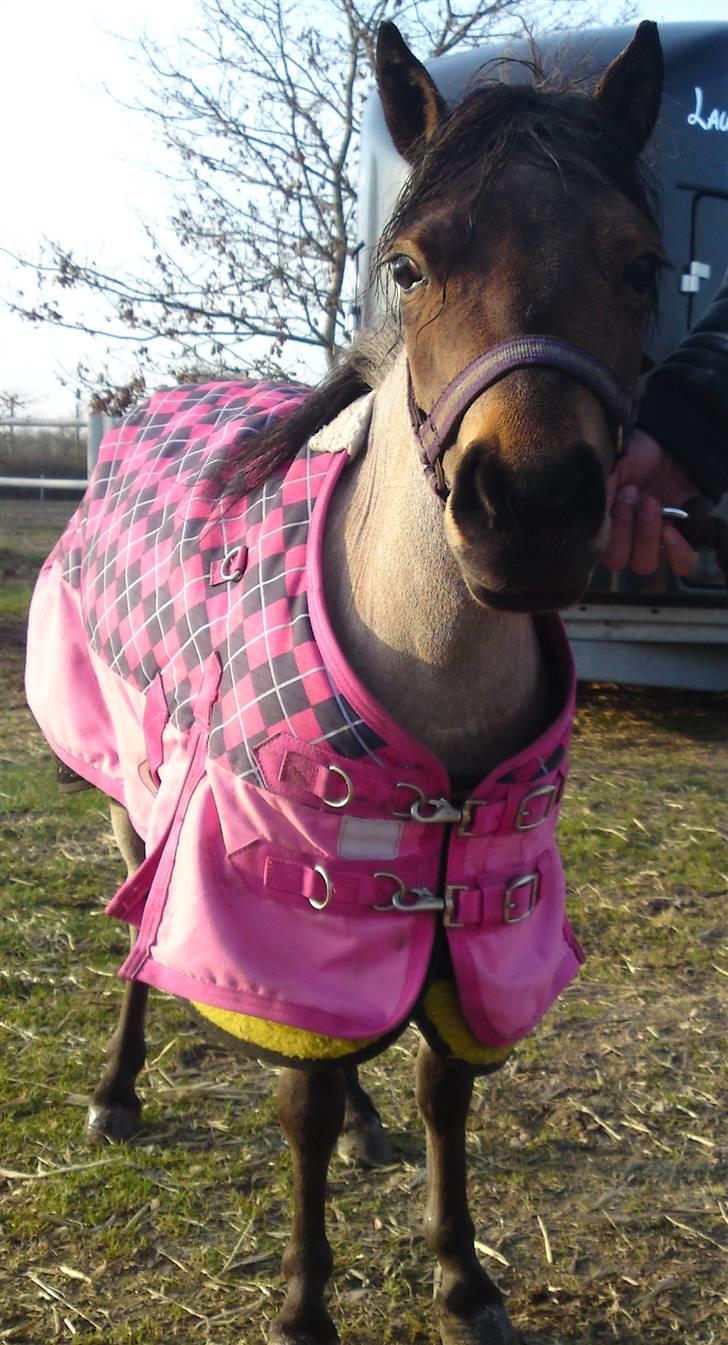 Dansk Miniature Touch Me Angela - klargjort til kåring :) april 2010 billede 11