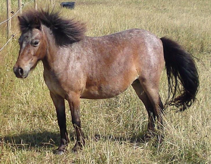 Dansk Miniature Minibo's Nektarin (Nelly) - Flotte hår pigen render rundt med :P juli 2010 billede 2