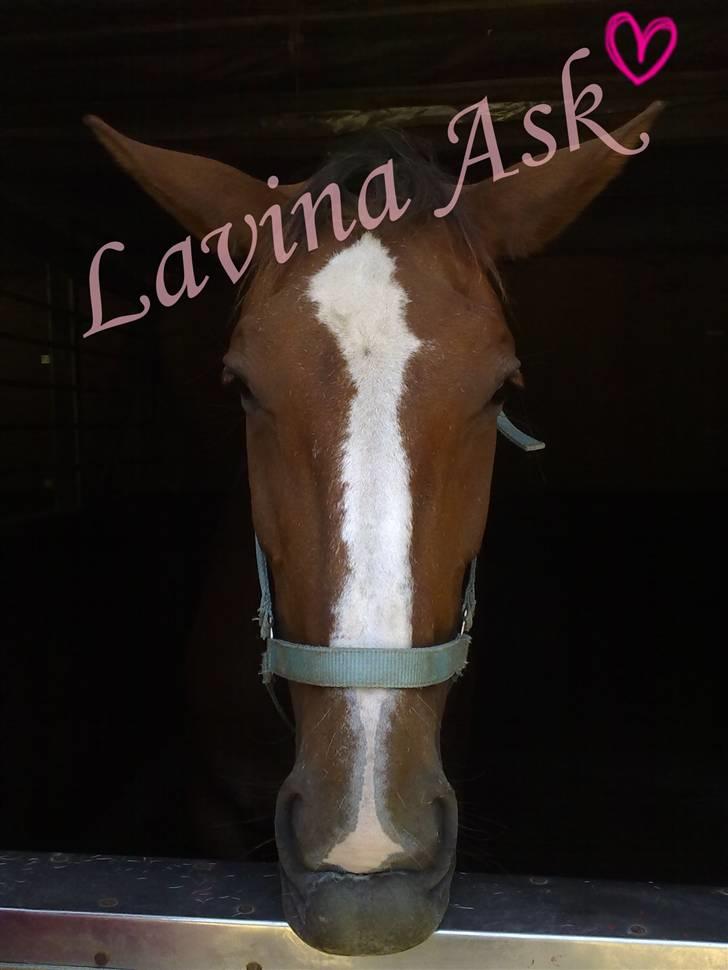 Dansk Varmblod Lavina Ask " Tuttifrutti" ... (aflivet) - Da hun var færdig med at få raspet tænder og bedøvet :D   billede 1