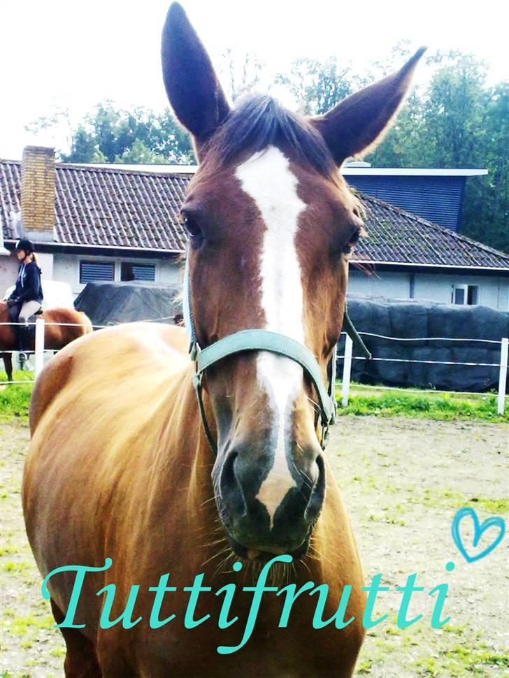 Dansk Varmblod Lavina Ask " Tuttifrutti" ... (aflivet) billede 2