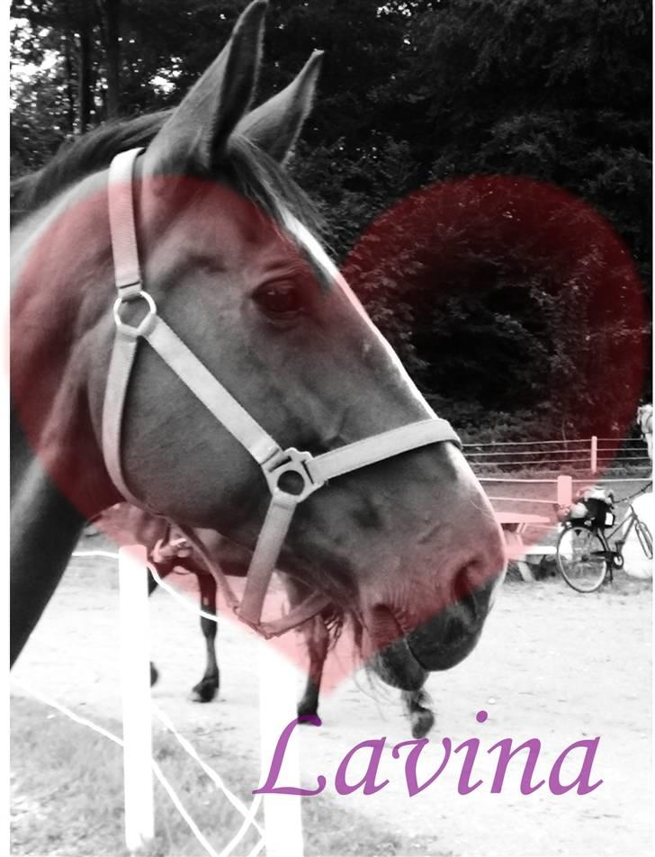 Dansk Varmblod Lavina Ask " Tuttifrutti" ... (aflivet) billede 5