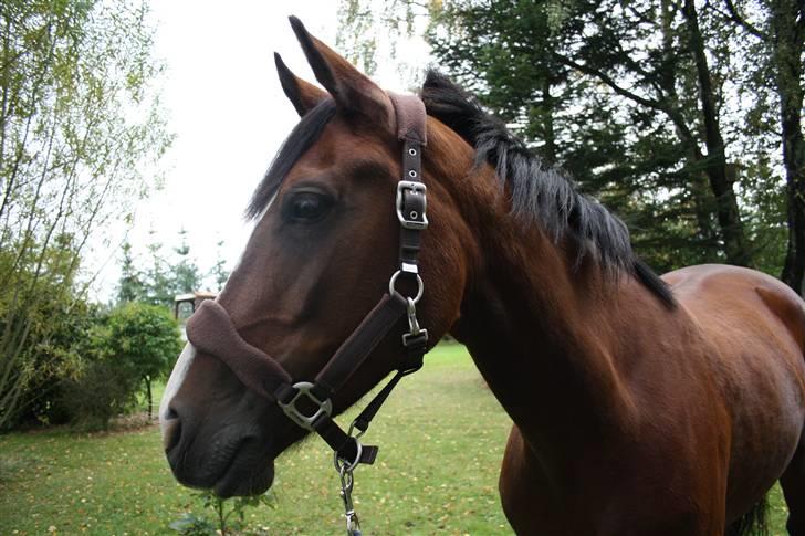 Anden særlig race Monsours Destiny C - SOLGT - Flotte Dess :D billede 4