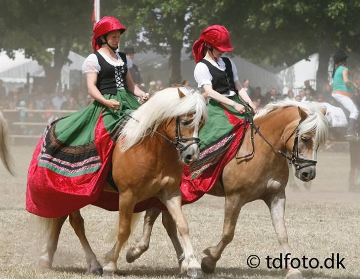 Haflinger Skelgårdens Aslan HINGST - Aslan og Tette B - Roskilde Dyrskue 2009 billede 15