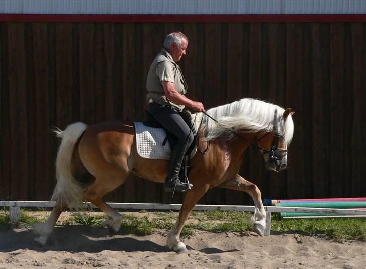 Haflinger Skelgårdens Aslan HINGST - Aslan i en øgning billede 17