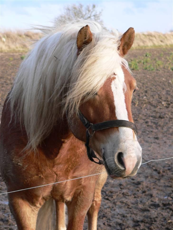 Haflinger Skelgårdens Aslan HINGST - Aslan i pladret vinterfrakke - vinter/forår 2009 billede 18