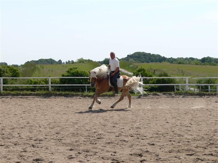 Haflinger Skelgårdens Aslan HINGST - Lidt galop til træning billede 19