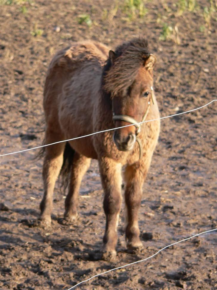 Shetlænder Thorshøjs Trym - Trym 1 år i det tidlige forår 2009 billede 16