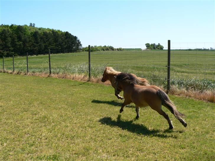 Shetlænder Thorshøjs Trym - Fuld fart over feltet - Trym 1 år billede 17