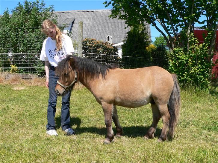 Shetlænder Thorshøjs Trym - Trym 1 år - Først på sommeren. billede 18