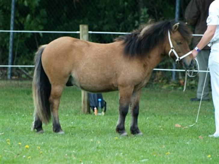 Shetlænder Thorshøjs Trym - Trym 1 år - 40 p. St. Hestedag 2009 (Foto: Stutteri Bækkeskov) billede 19